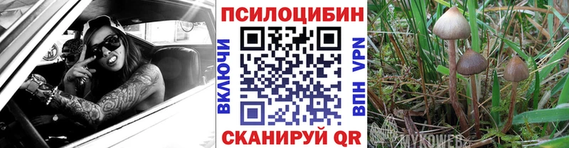 Псилоцибиновые грибы Psilocybe  Купить  Кирово-Чепецк 